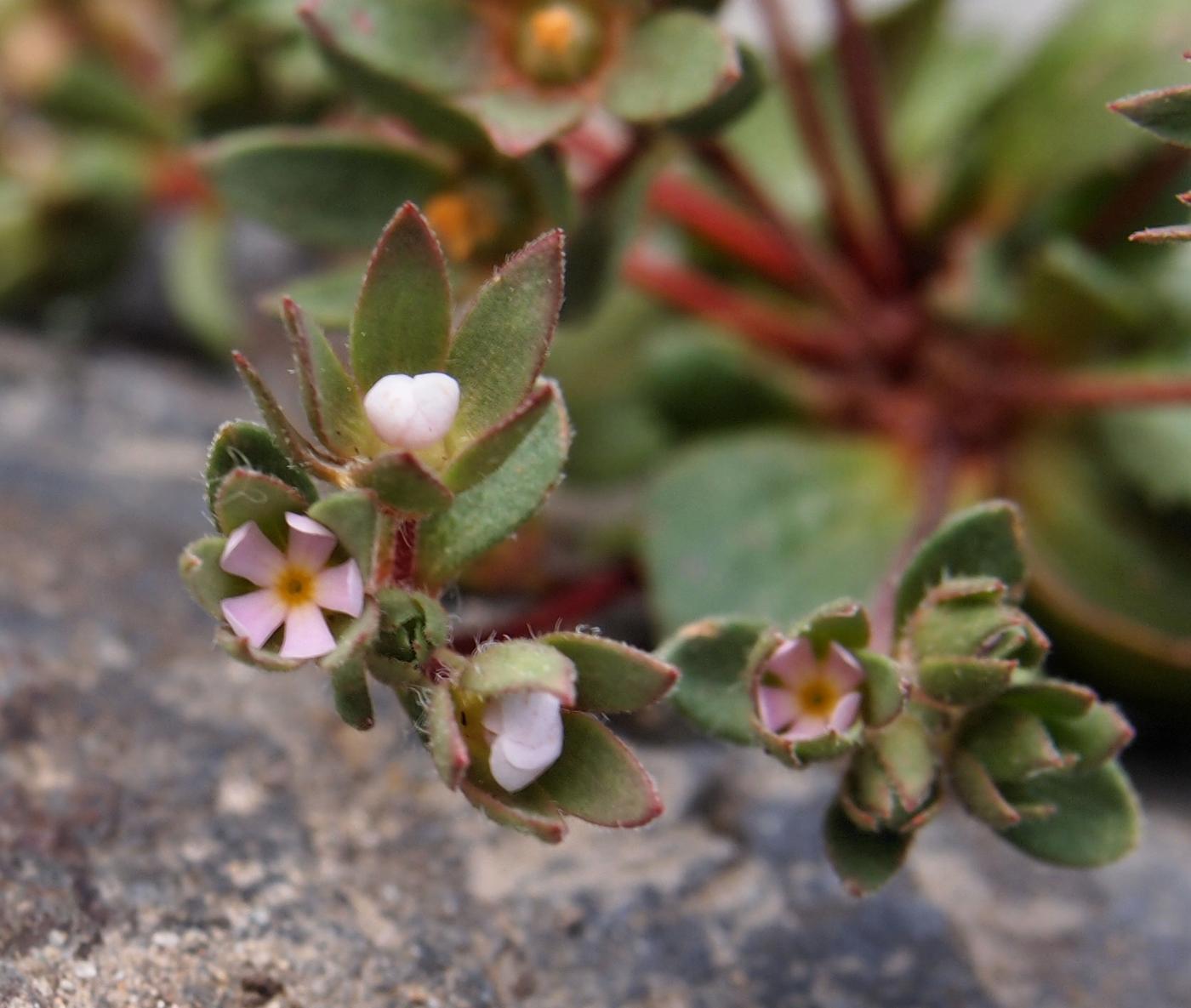 Androsace, Annual flower